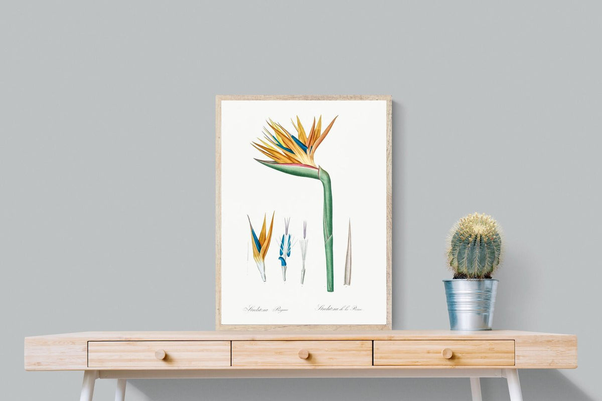 Pixalot ® Bird of Paradise Vintage Illustration