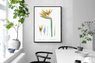 Pixalot ® Bird of Paradise Vintage Illustration