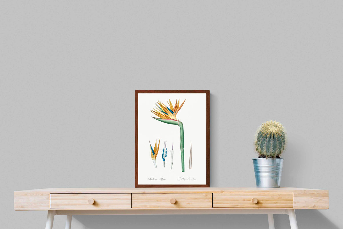 Pixalot ® Bird of Paradise Vintage Illustration