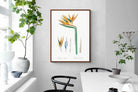 Pixalot ® Bird of Paradise Vintage Illustration