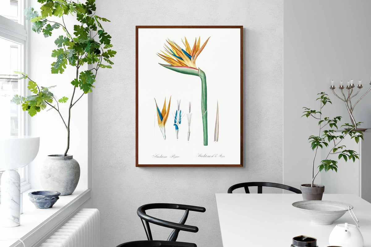 Pixalot ® Bird of Paradise Vintage Illustration
