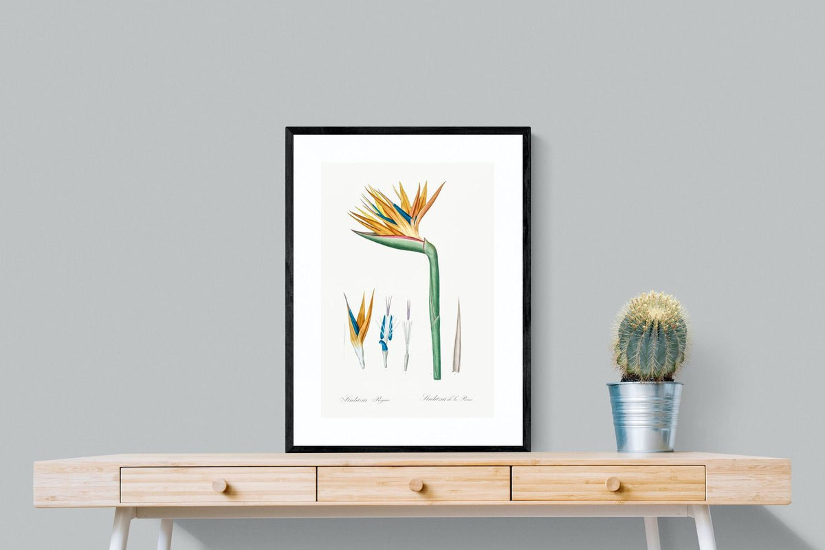 Pixalot ® Bird of Paradise Vintage Illustration