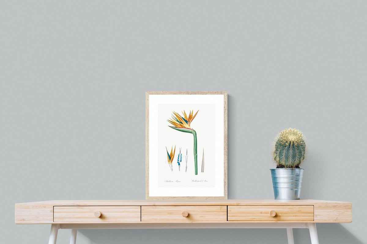 Pixalot ® Bird of Paradise Vintage Illustration