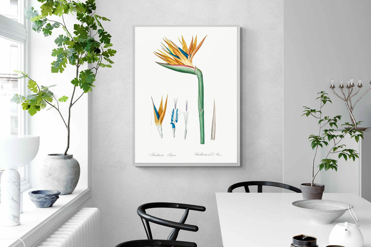 Pixalot ® Bird of Paradise Vintage Illustration