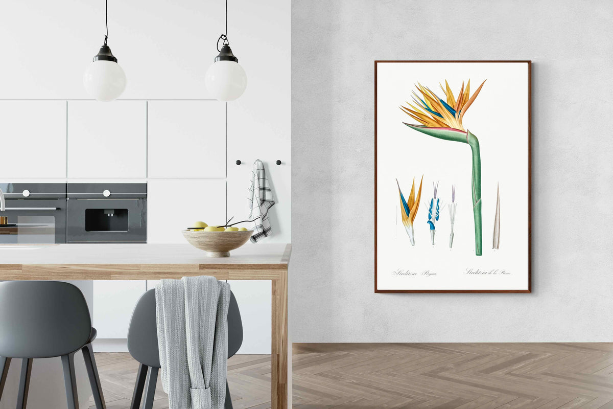 Pixalot ® Bird of Paradise Vintage Illustration
