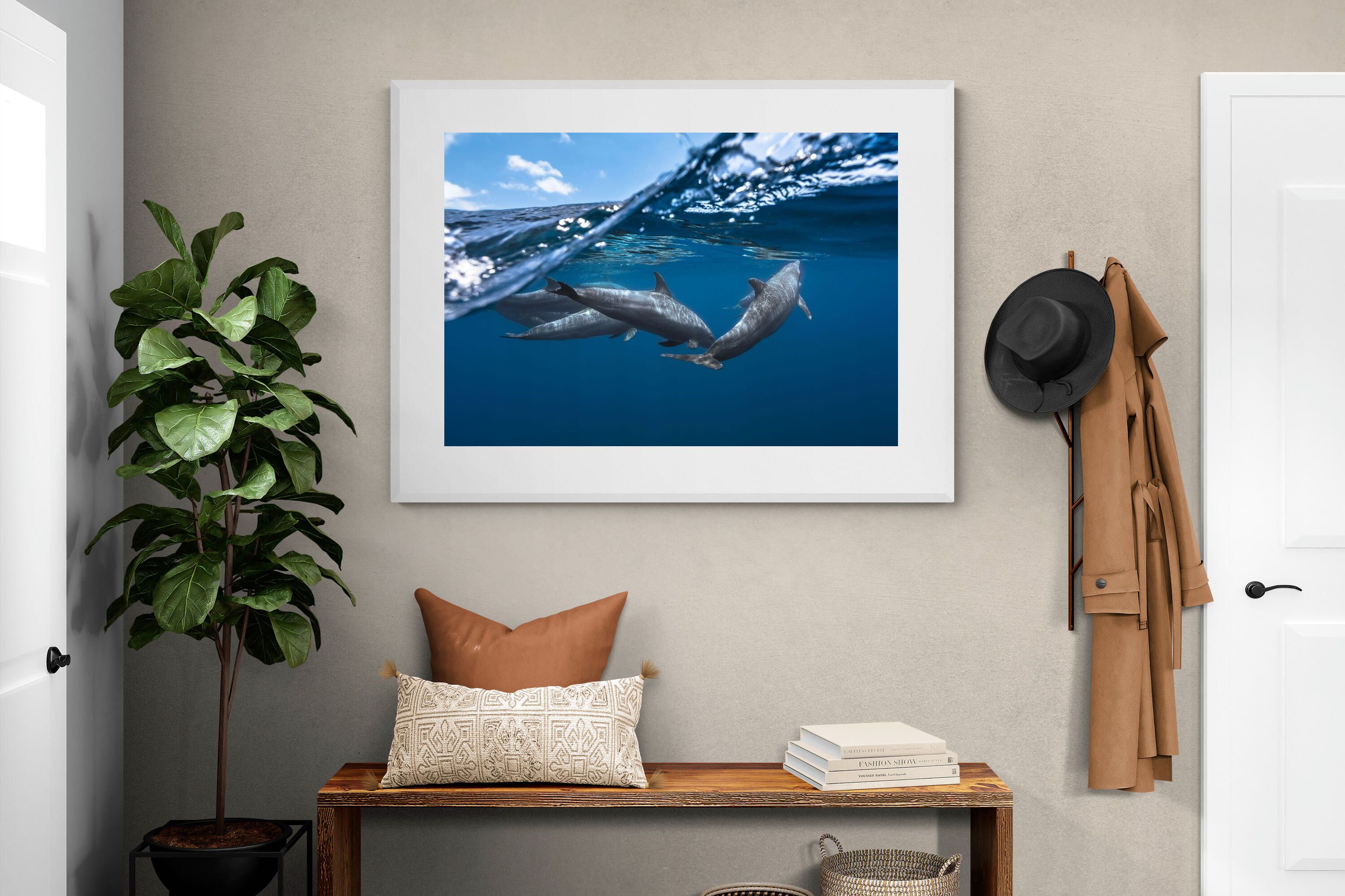 Pixalot Dolphin Trio