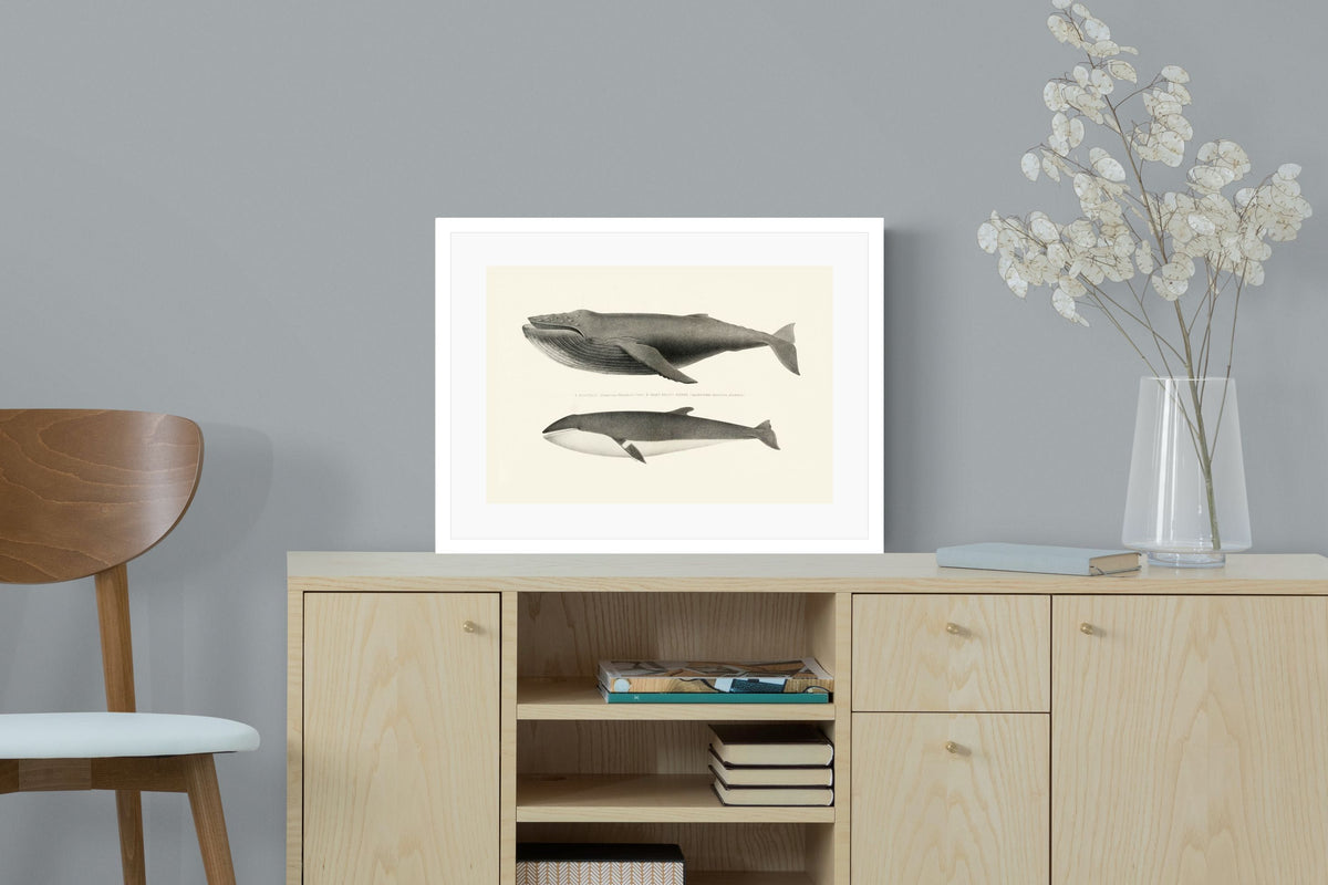Pixalot ® Humpback & Minke Whales
