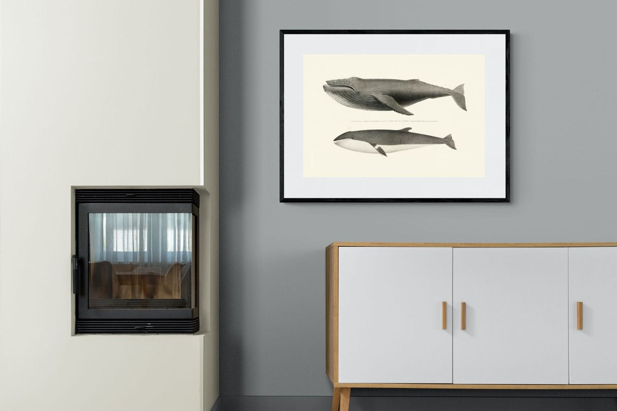 Pixalot ® Humpback & Minke Whales