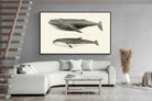 Pixalot ® Humpback & Minke Whales