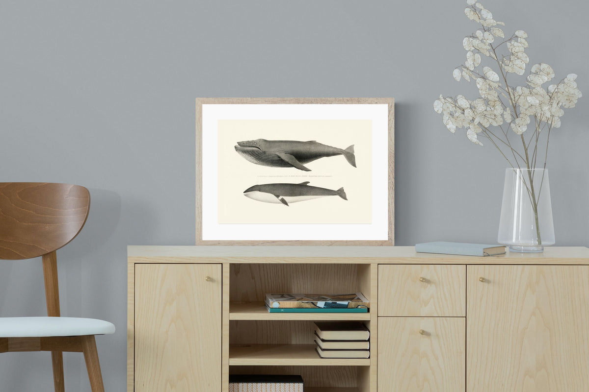 Pixalot ® Humpback & Minke Whales