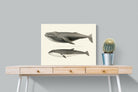 Pixalot ® Humpback & Minke Whales