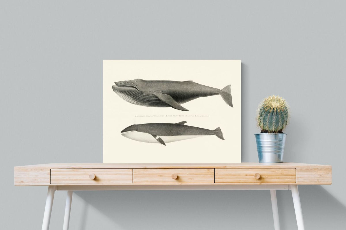Pixalot ® Humpback & Minke Whales