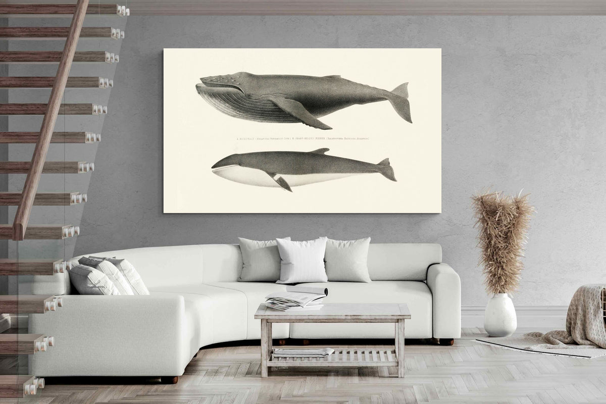 Pixalot ® Humpback & Minke Whales