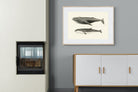 Pixalot ® Humpback & Minke Whales