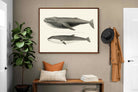 Pixalot ® Humpback & Minke Whales