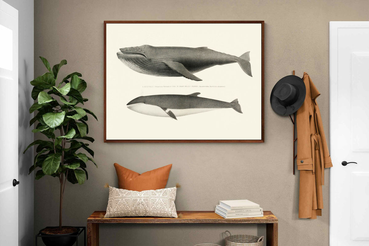Pixalot ® Humpback & Minke Whales