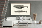 Pixalot ® Humpback & Minke Whales