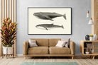 Pixalot ® Humpback & Minke Whales