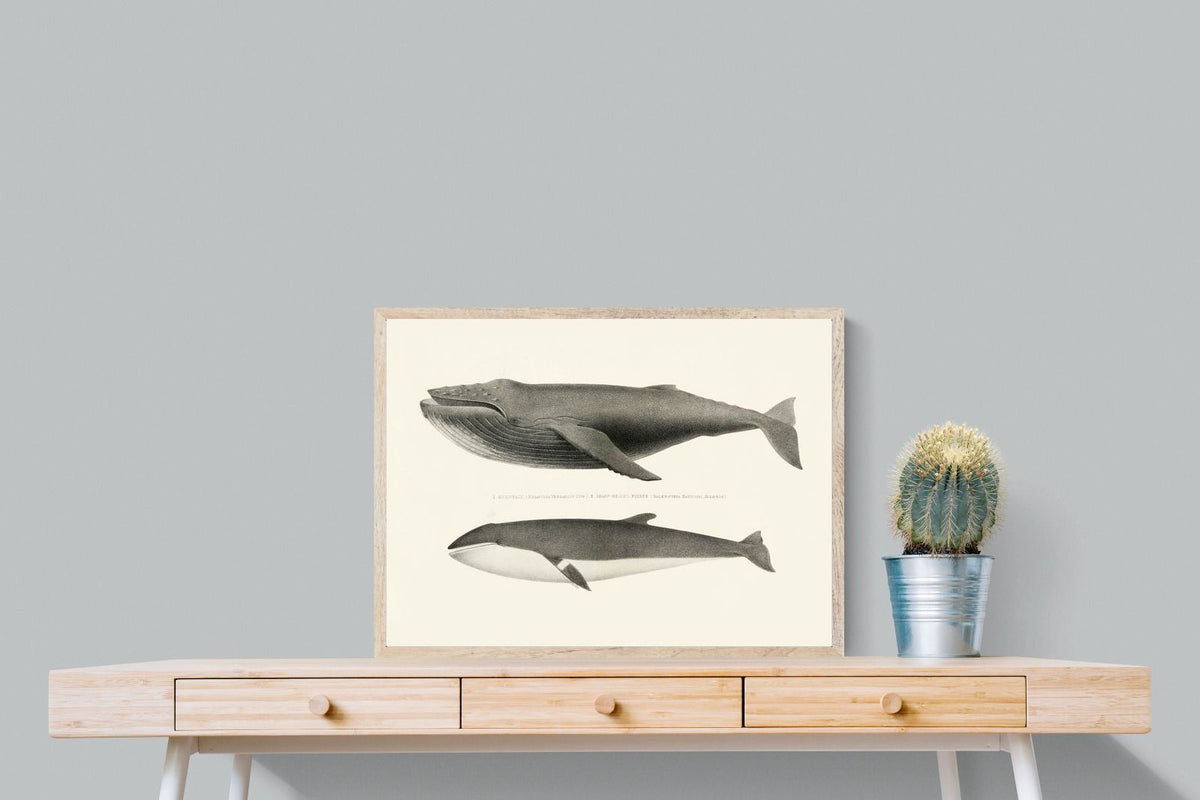 Pixalot ® Humpback & Minke Whales