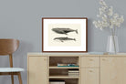 Pixalot ® Humpback & Minke Whales