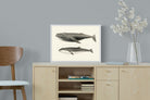 Pixalot ® Humpback & Minke Whales