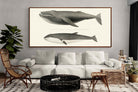 Pixalot ® Humpback & Minke Whales
