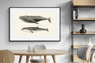 Pixalot ® Humpback & Minke Whales