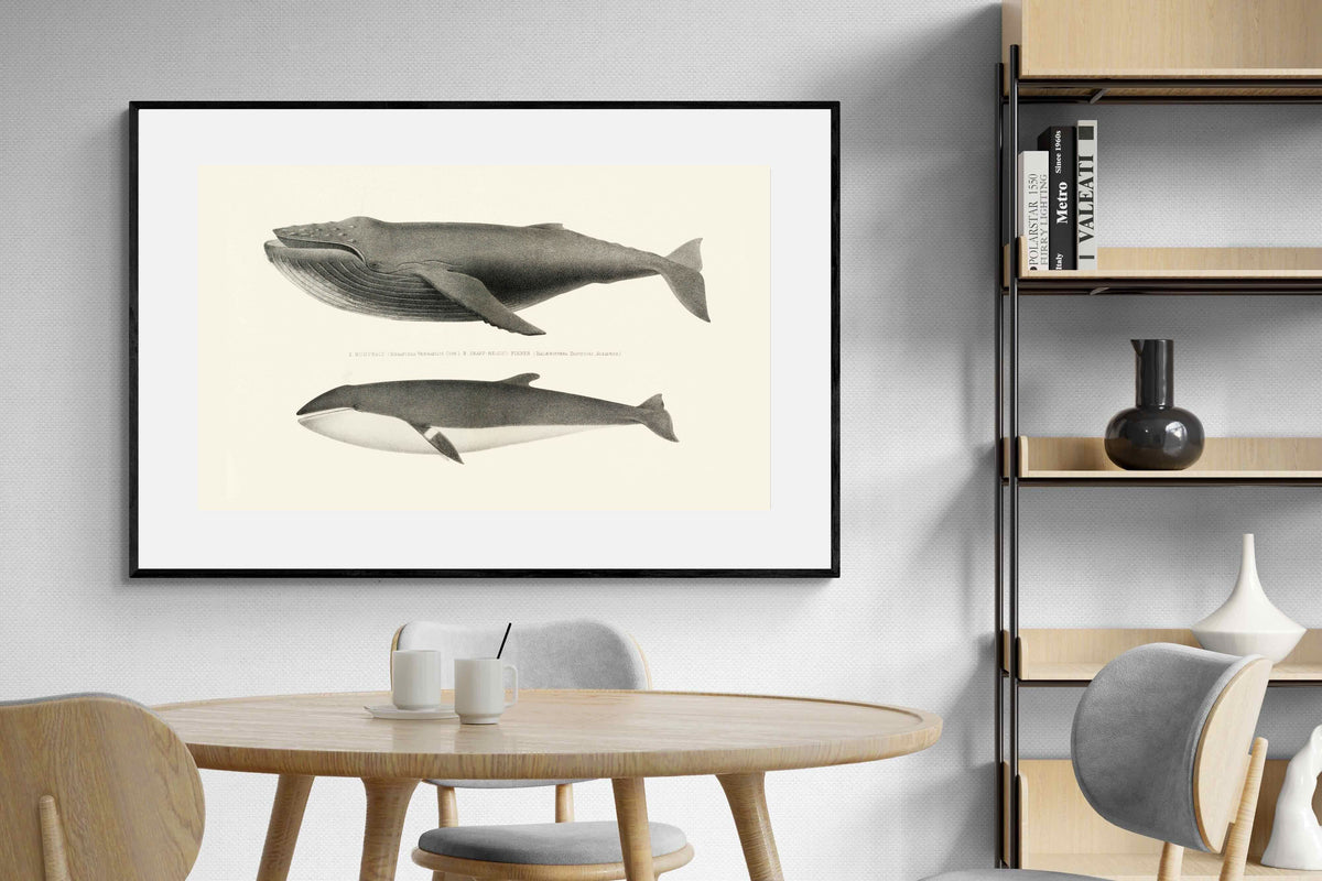 Pixalot ® Humpback & Minke Whales