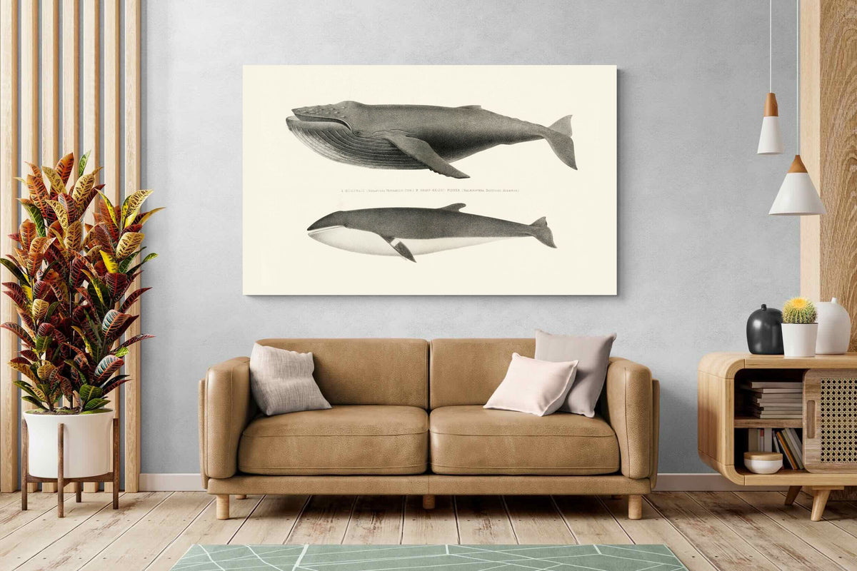 Pixalot ® Humpback & Minke Whales