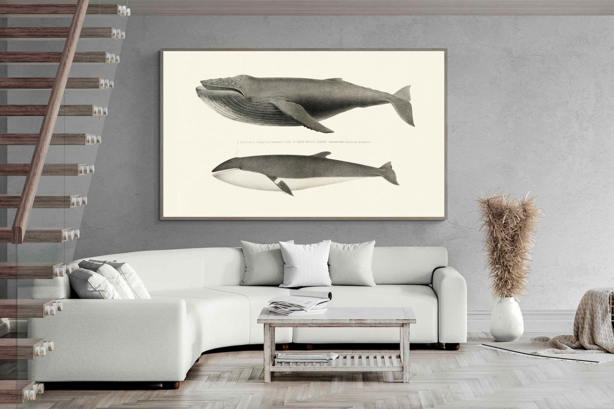 Pixalot ® Humpback & Minke Whales
