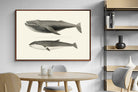 Pixalot ® Humpback & Minke Whales