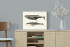 Pixalot ® Humpback & Minke Whales