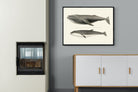 Pixalot ® Humpback & Minke Whales