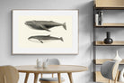 Pixalot ® Humpback & Minke Whales