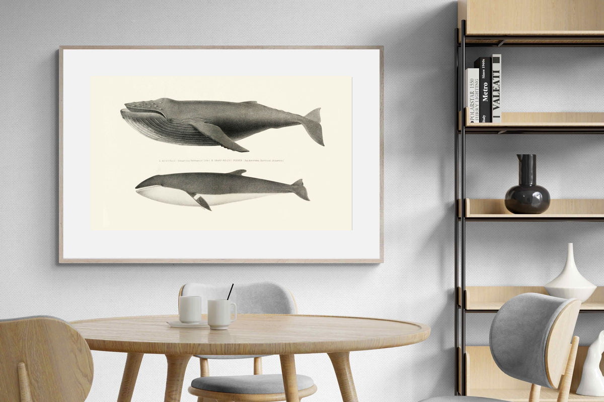 Pixalot ® Humpback & Minke Whales