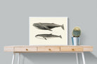 Pixalot ® Humpback & Minke Whales