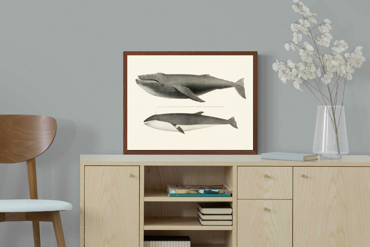 Pixalot ® Humpback & Minke Whales