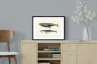 Pixalot ® Humpback & Minke Whales