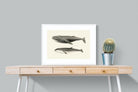 Pixalot ® Humpback & Minke Whales