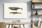 Pixalot ® Humpback & Minke Whales
