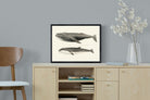 Pixalot ® Humpback & Minke Whales