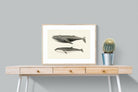 Pixalot ® Humpback & Minke Whales