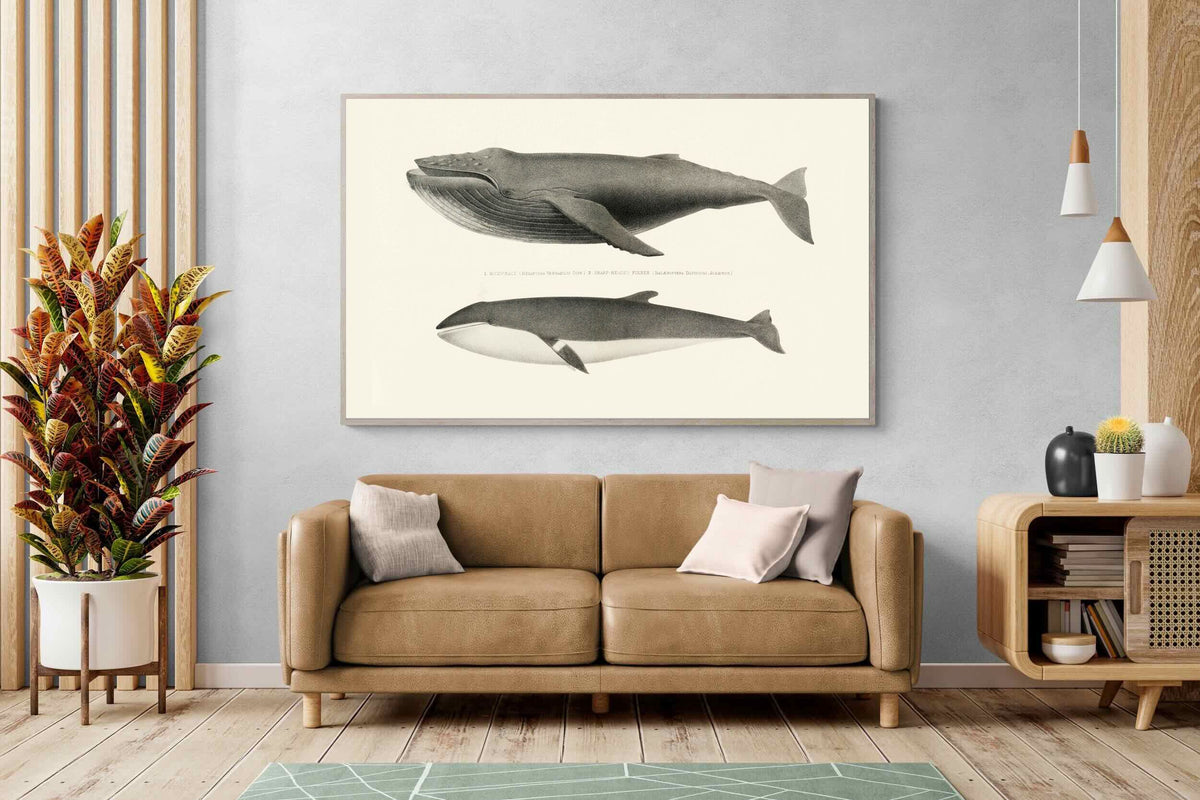 Pixalot ® Humpback & Minke Whales