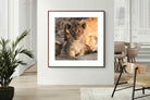 Pixalot ® Little Lion