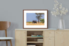 Pixalot ® Shady Elephant