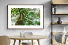 Pixalot ® Tree Canopy