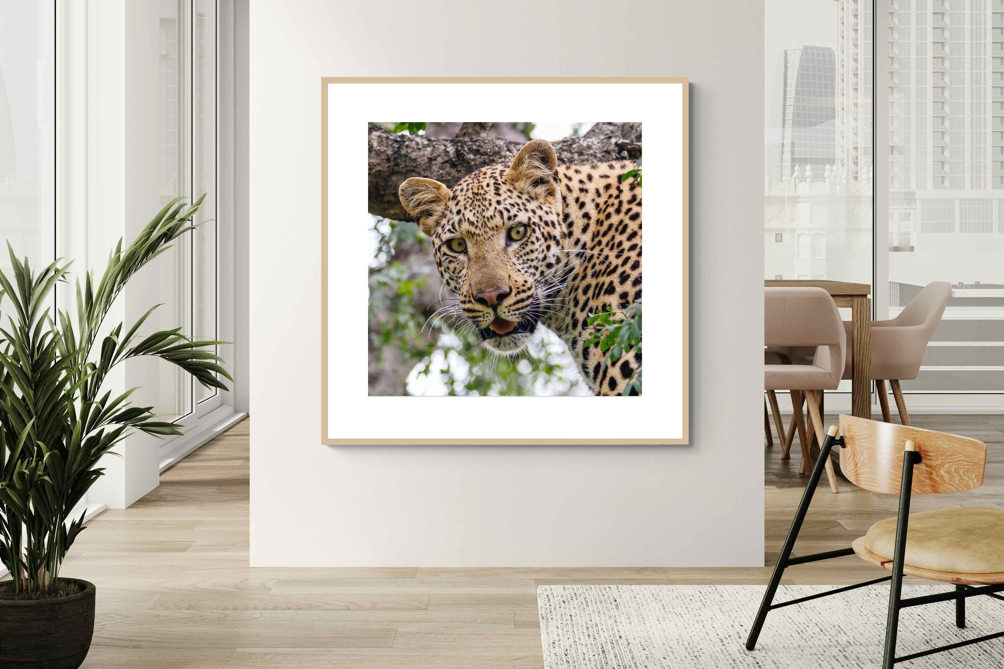 Pixalot ® Wild Gaze
