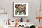 Pixalot ® Wild Gaze