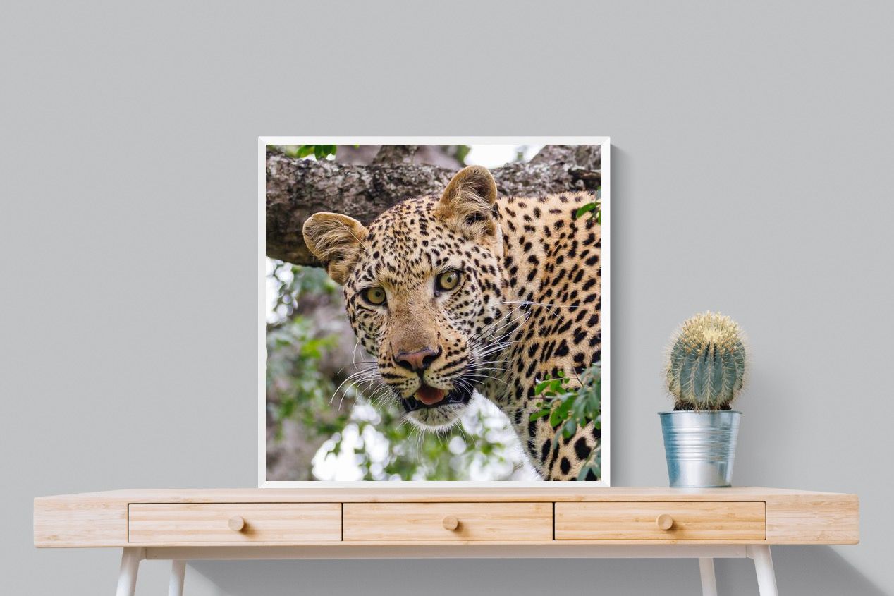Pixalot ® Wild Gaze