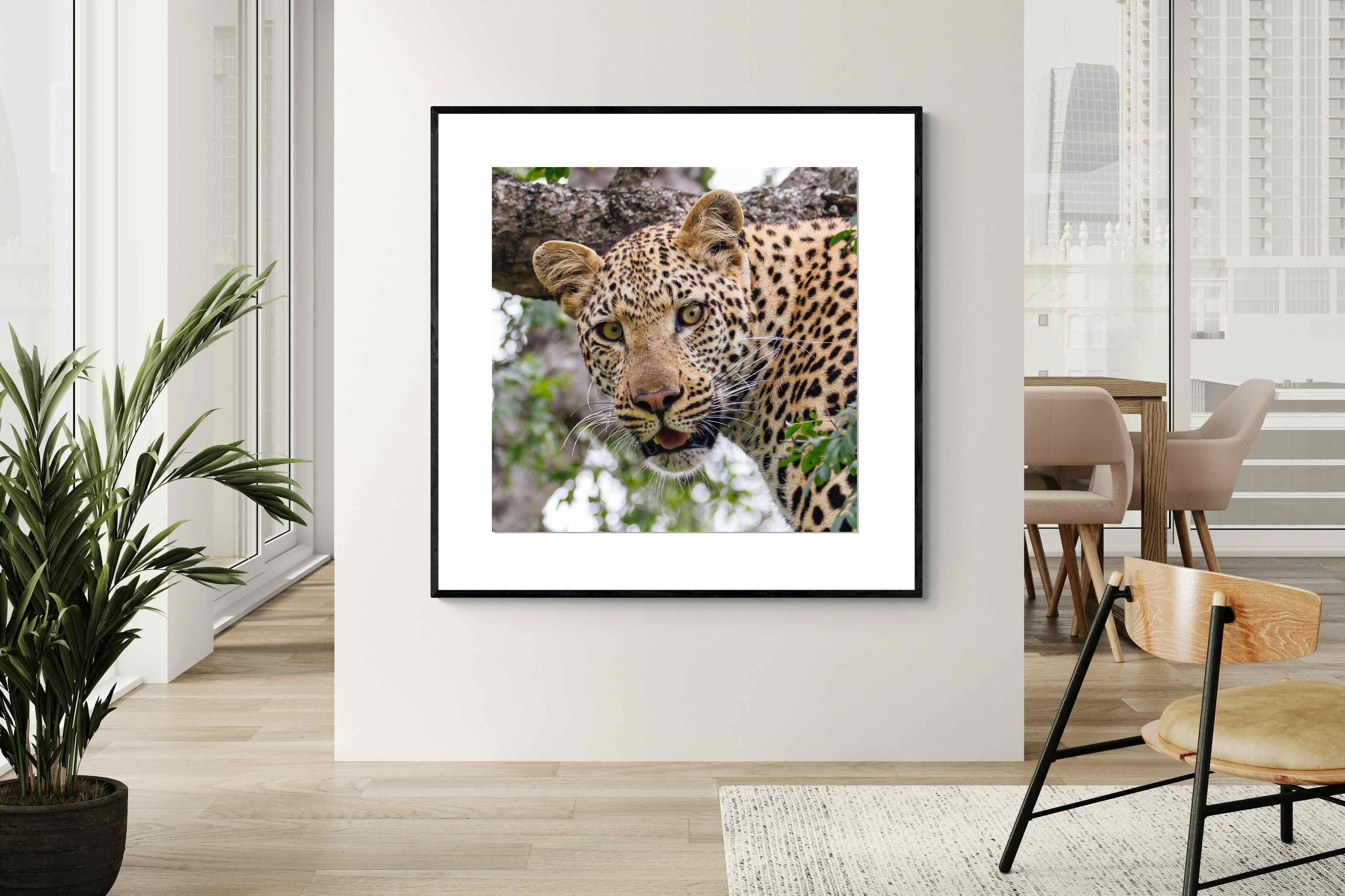 Pixalot ® Wild Gaze